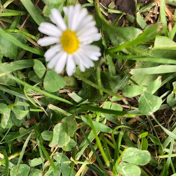 Meet your Posher, Linda - Picture 1 of 1